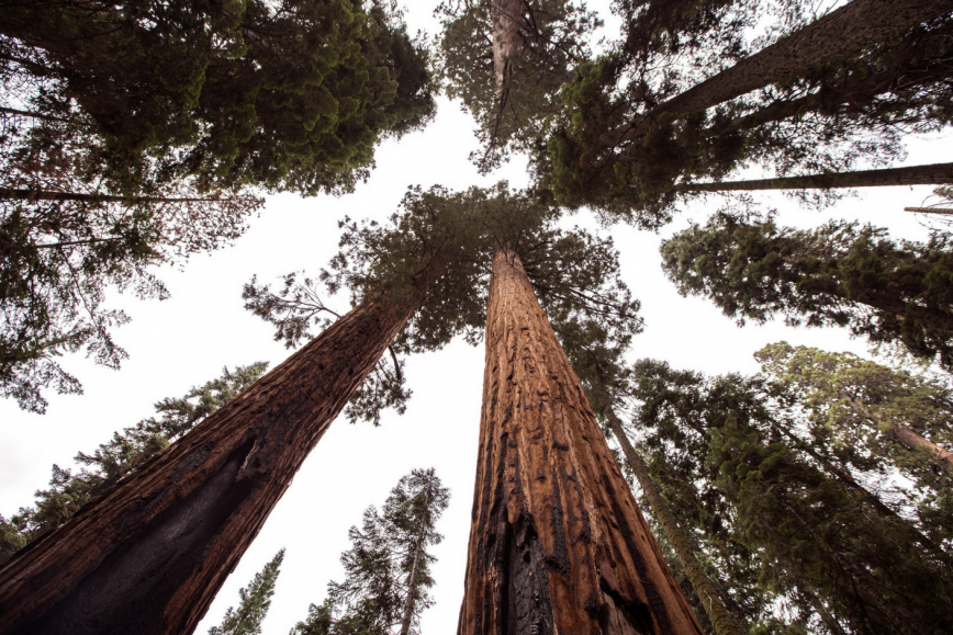 güzel kelimeler sequoia