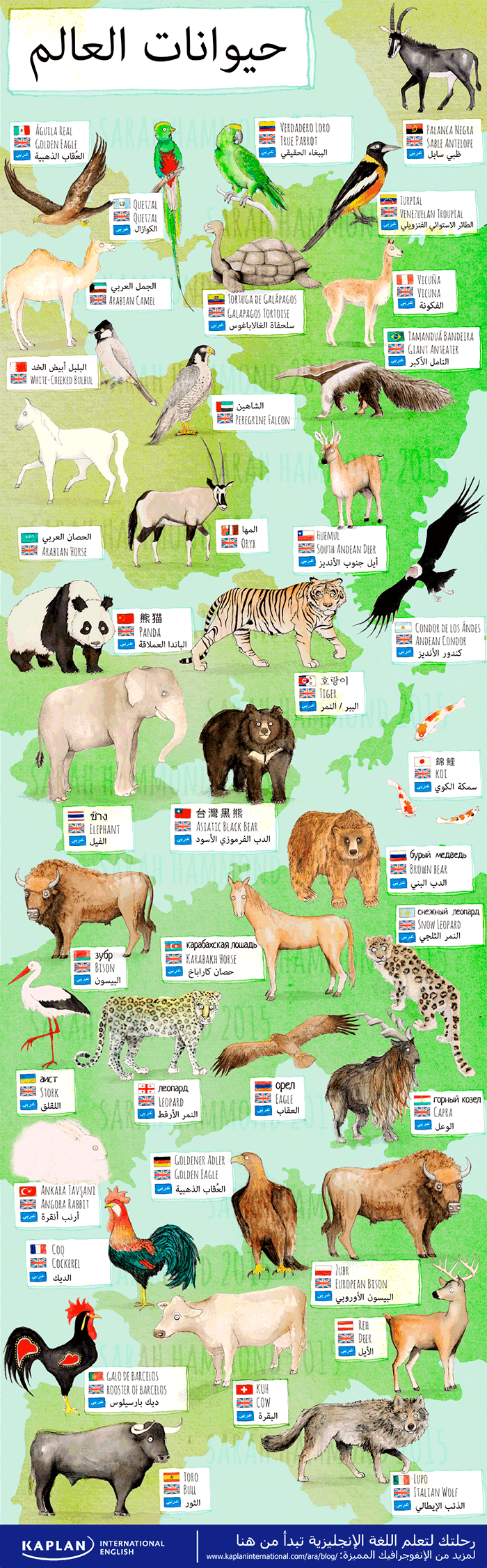 أسماء الحيوانات بالإنجليزي مع البلدان - انفوجرافيك
