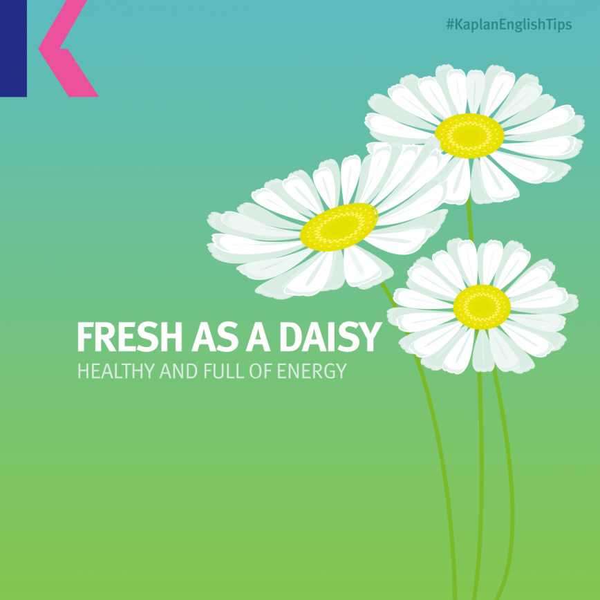 مصطلحات إنجليزية من الصيف - مُنتَعِش مثل زهرة الربيع - Fresh as a daisy 