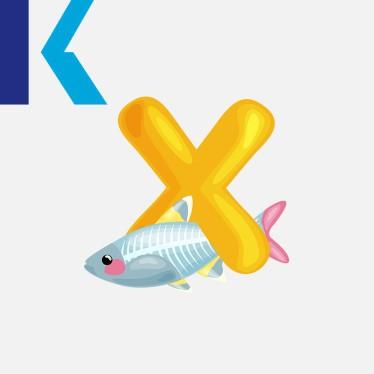 X - X-ray tetra