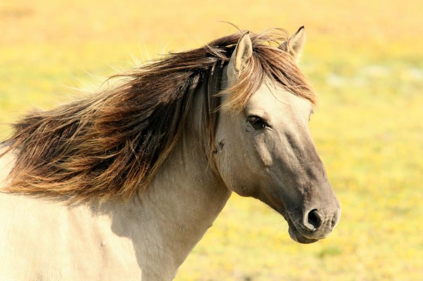 مصطلحات عن الحصان بالإنجليزي - حصان