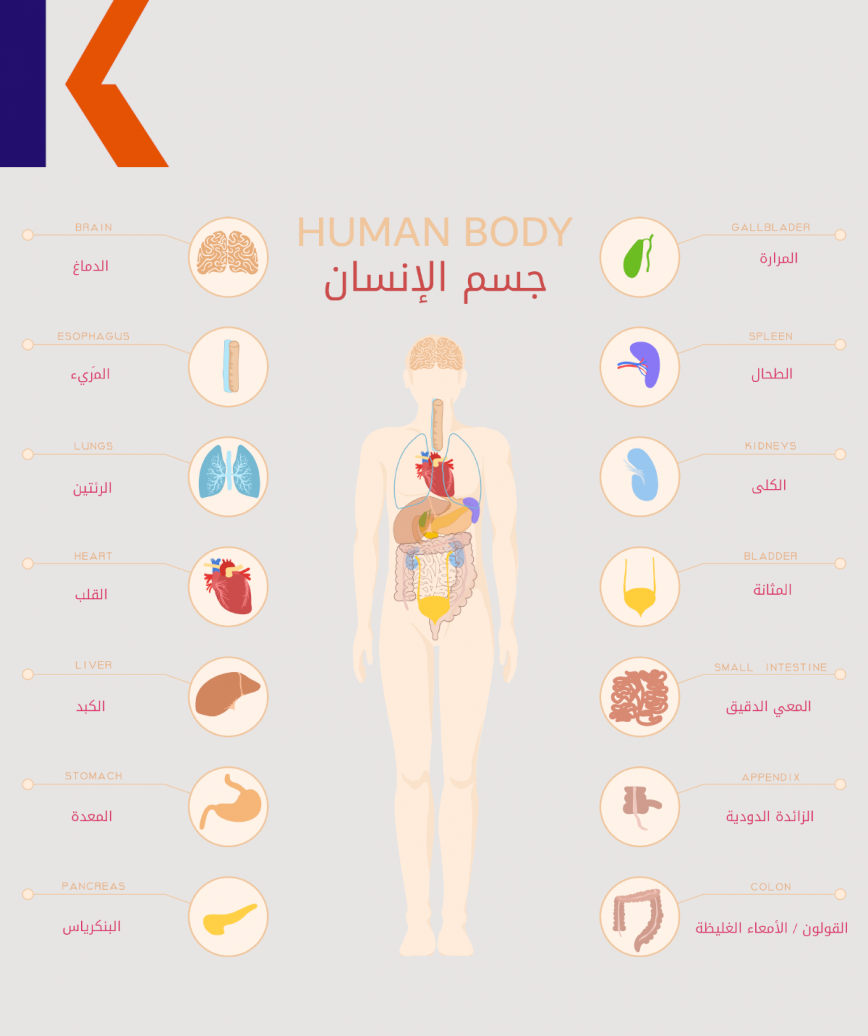 أعضاء الجسم بالإنجليزي