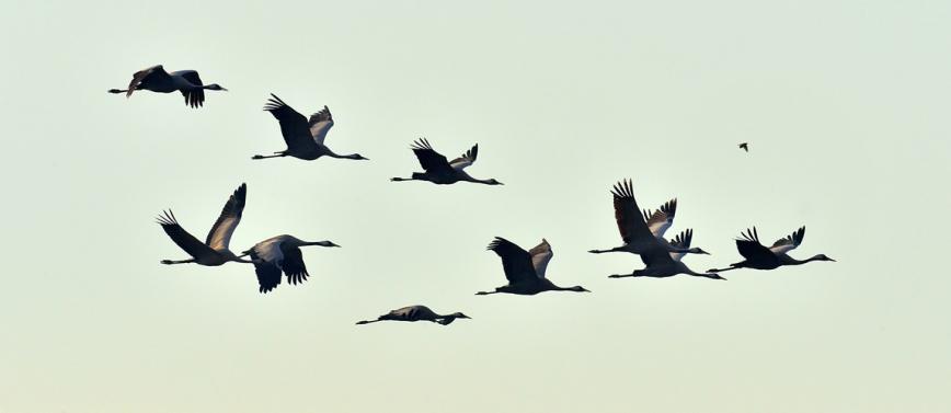 هجرة الطيور - الفرق بين EMIGRATE و MIGRATE و IMMIGRATE