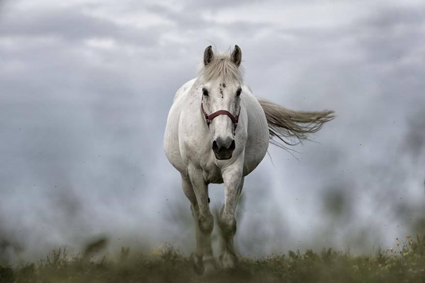 مصطلحات عن الحصان بالإنجليزي - حصان أبيض