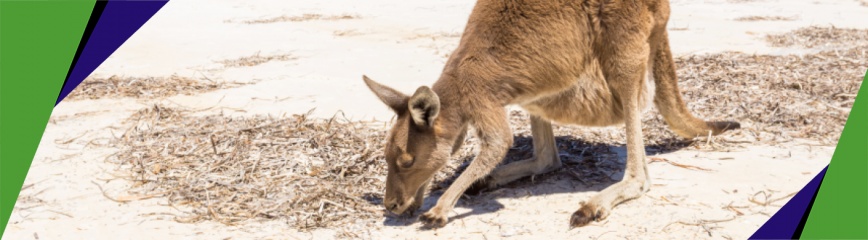 kangaroo