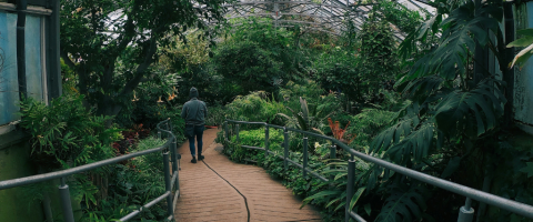 Allan Gardens Conservatory