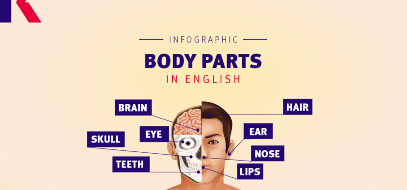 partes do corpo humano em ingles