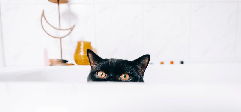 cat in a bath