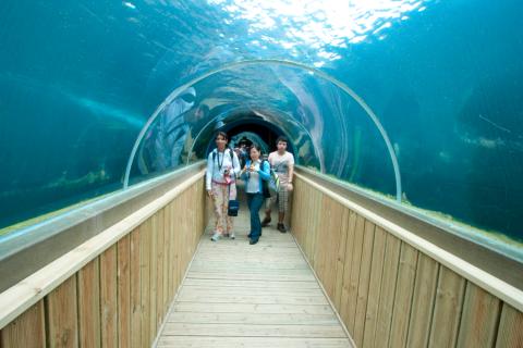 kaplan-alpadia-torquay-summer-camp-national-aquarium