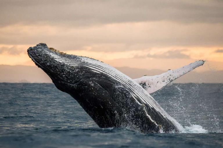 Kaplan social activities in Santa Barbara - Whale Watching Trip