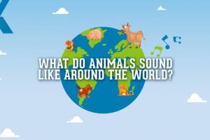Animals sound