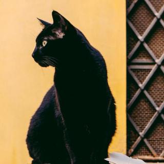 Black cat
