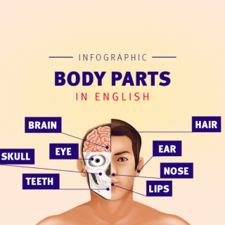 partes do corpo humano em ingles