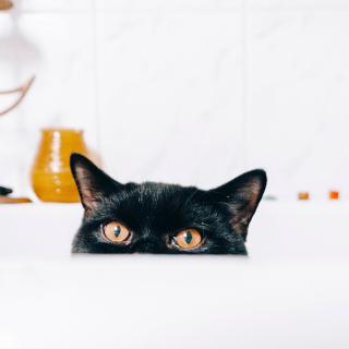 cat in a bath