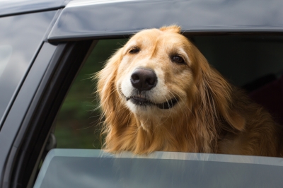 Can you open the window